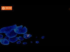 Melhorar exposições e eventos de museus com experiências imersivas 360 graus Imersivo projeção de caverna